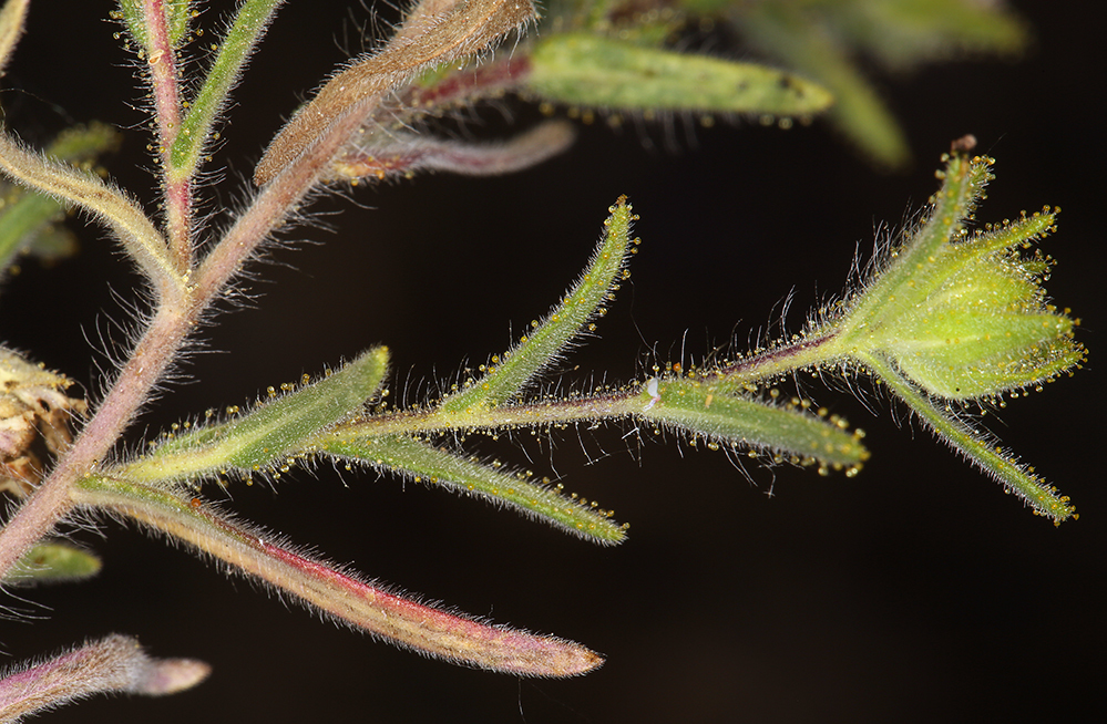 Image of hayfield tarweed