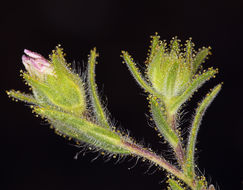 Image of hayfield tarweed