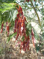 Image of Silver Wattle