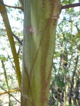 Image of Silver Wattle