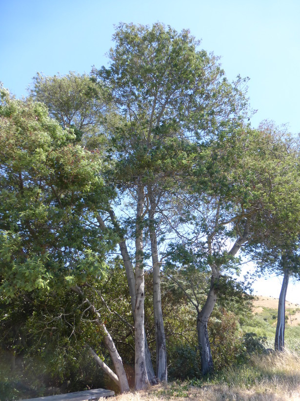 Image of Silver Wattle