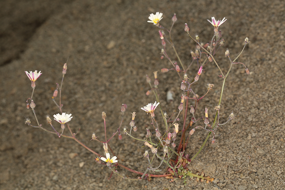 Image of woolly desertdandelion