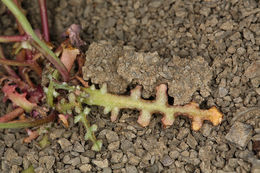 Image of woolly desertdandelion