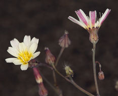 Image of woolly desertdandelion