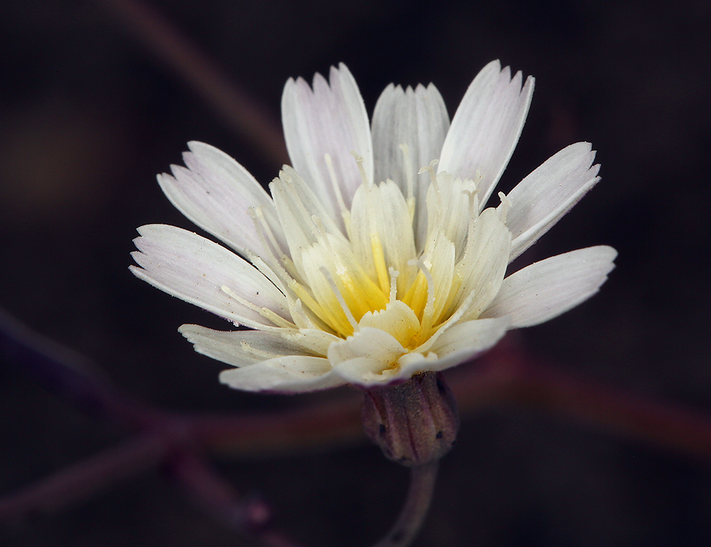 Image of woolly desertdandelion