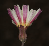 Image of woolly desertdandelion