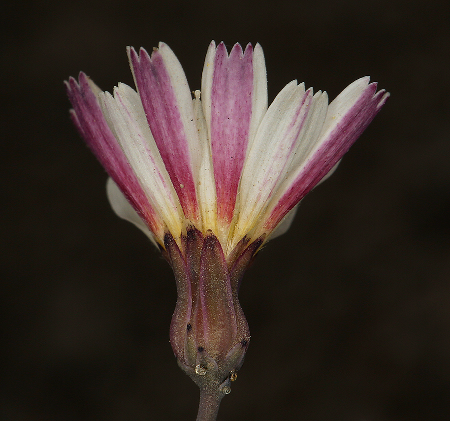 Image of woolly desertdandelion