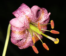 Image of Kellogg's lily