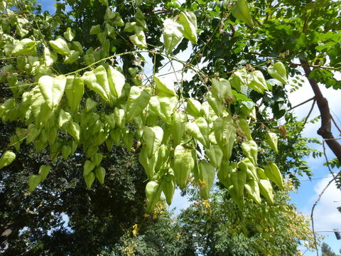 Image of Golden-rain tree