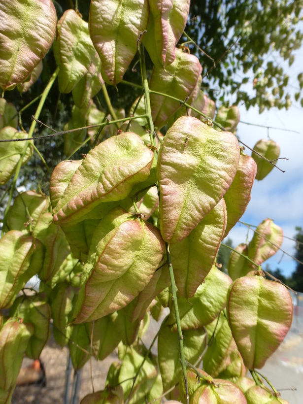 Image of Golden-rain tree