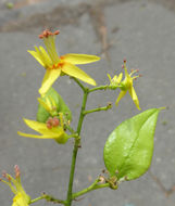 Image of Golden-rain tree