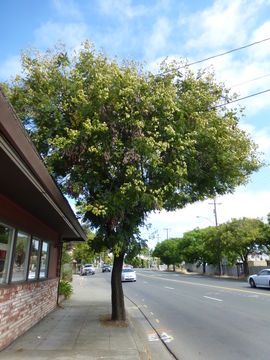 Image of Golden-rain tree