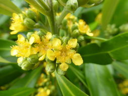 Image of water-gum