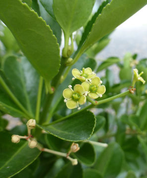 Imagem de Euonymus japonicus Thunb.