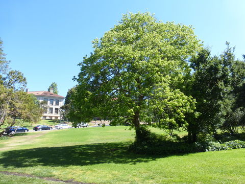 Image of three-toothed maple