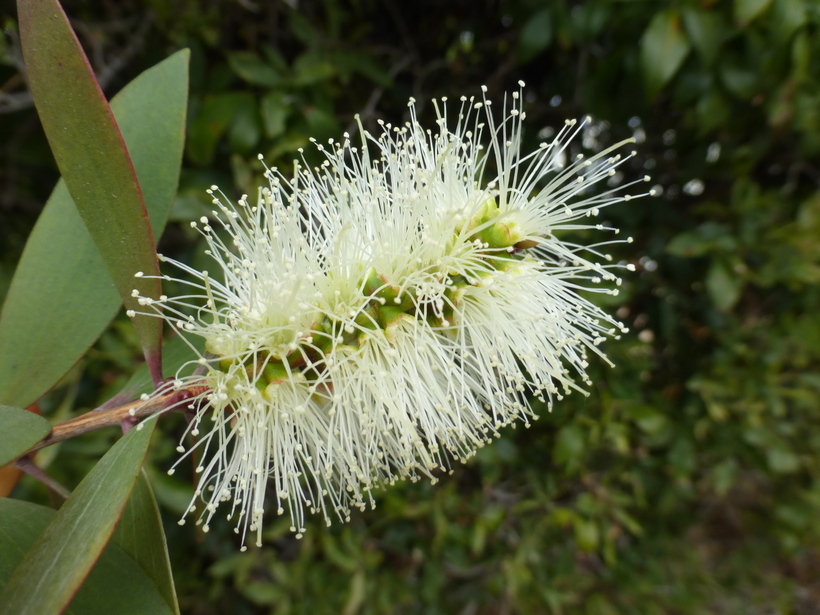 Image of punktree