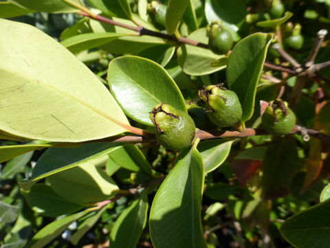 Image of Purple Strawberry Guava