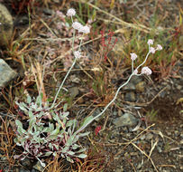 Imagem de Eriogonum nudum var. oblongifolium S. Wats.