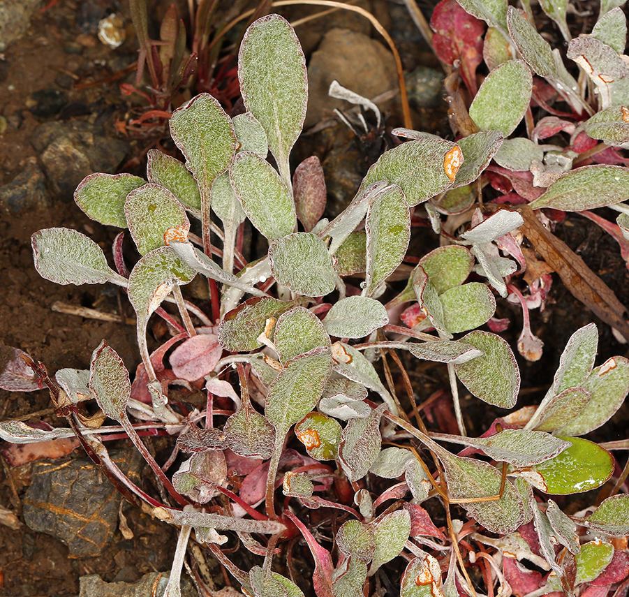 Imagem de Eriogonum nudum var. oblongifolium S. Wats.