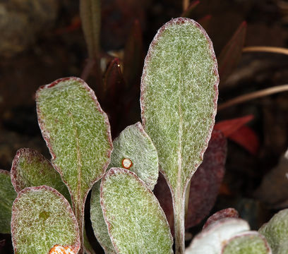 Imagem de Eriogonum nudum var. oblongifolium S. Wats.