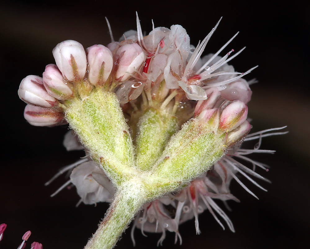 Imagem de Eriogonum nudum var. oblongifolium S. Wats.