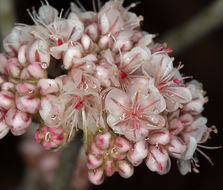 Imagem de Eriogonum nudum var. oblongifolium S. Wats.