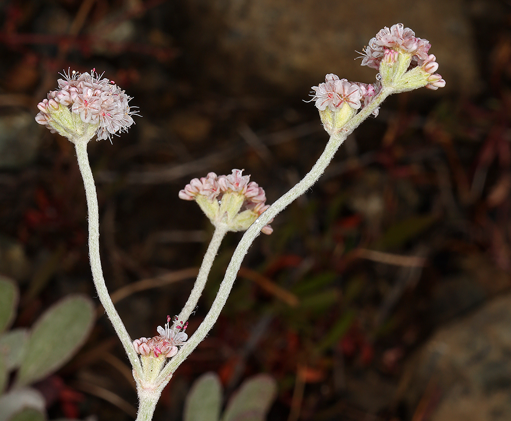 Imagem de Eriogonum nudum var. oblongifolium S. Wats.