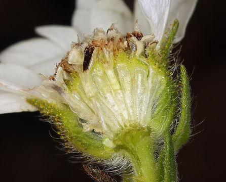 Image of hayfield tarweed