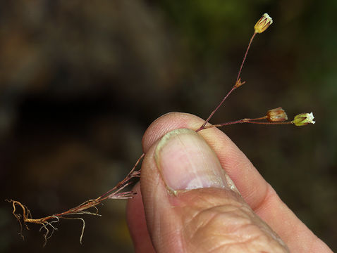 Image of <i>Minuartia douglasii</i>