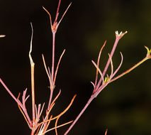 Image of <i>Minuartia douglasii</i>