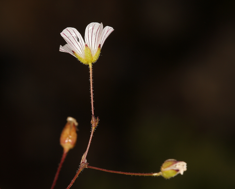 Image of <i>Minuartia douglasii</i>