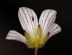 Image of <i>Minuartia douglasii</i>