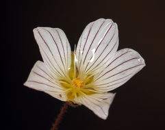 Image of <i>Minuartia douglasii</i>