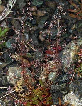 Image of fragrant bedstraw