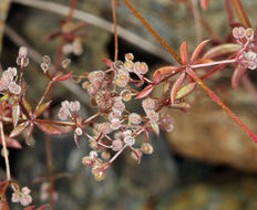 Plancia ëd Galium triflorum Michx.