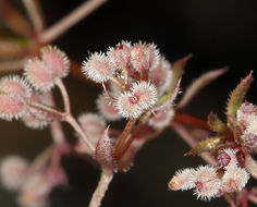 Plancia ëd Galium triflorum Michx.