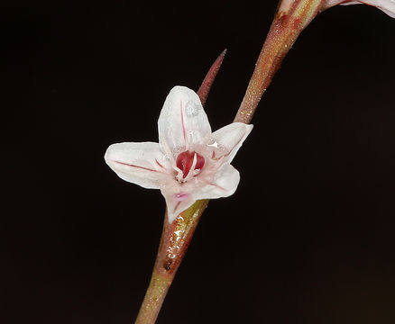 Polygonum spergulariiforme Meisn. ex Small resmi