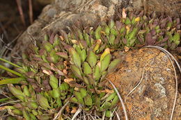 Image de Noccaea fendleri subsp. californica (S. Watson) Al-Shehbaz & M. Koch