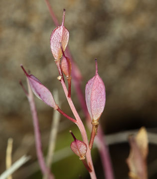 صورة Noccaea fendleri subsp. californica (S. Watson) Al-Shehbaz & M. Koch