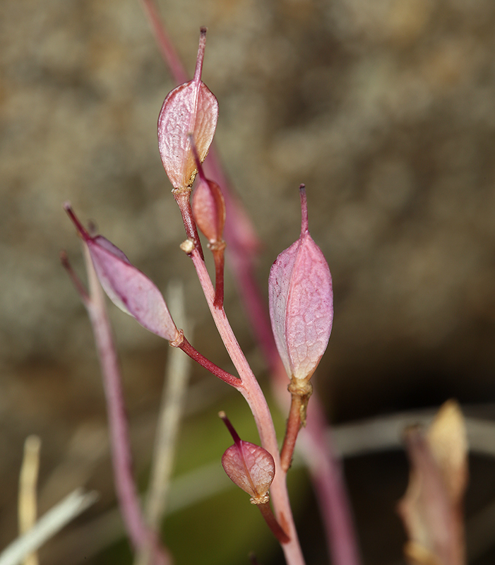 Image de Noccaea fendleri subsp. californica (S. Watson) Al-Shehbaz & M. Koch