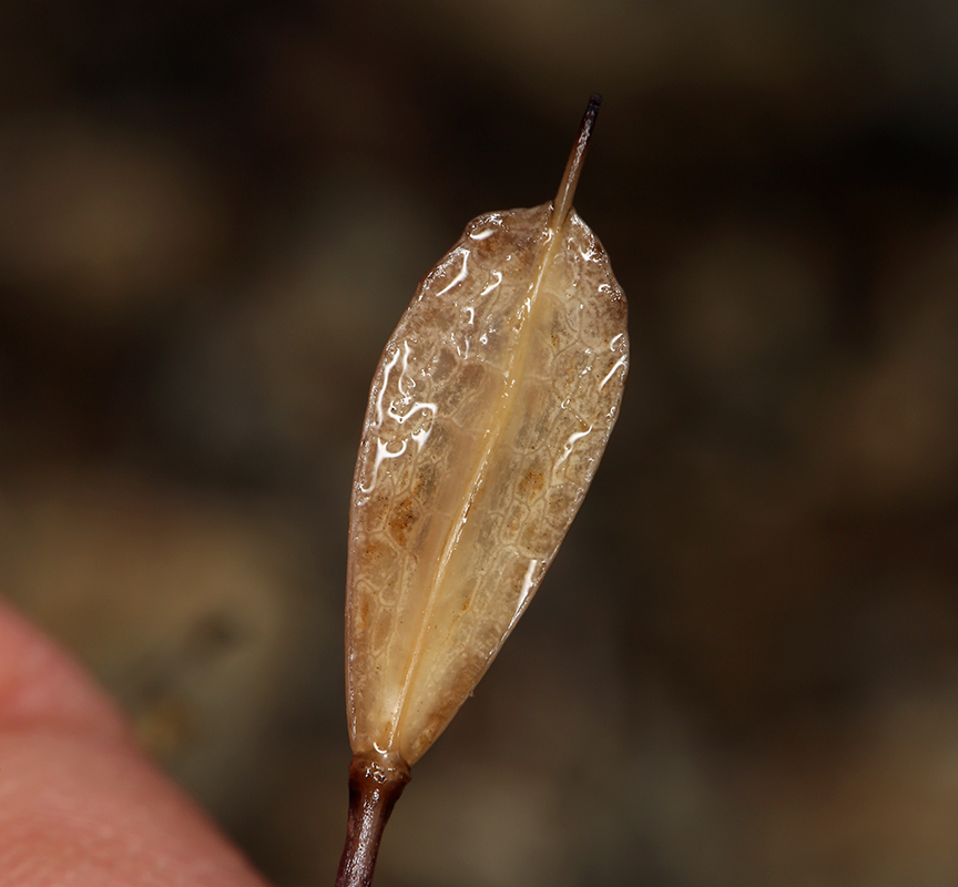 صورة Noccaea fendleri subsp. californica (S. Watson) Al-Shehbaz & M. Koch