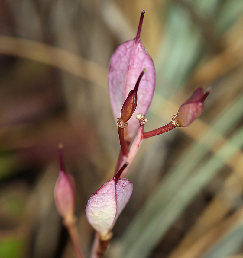 Image de Noccaea fendleri subsp. californica (S. Watson) Al-Shehbaz & M. Koch