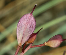 Image de Noccaea fendleri subsp. californica (S. Watson) Al-Shehbaz & M. Koch