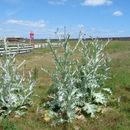 Image of Cotton Thistle