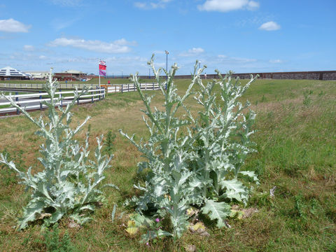 Image of Cotton Thistle