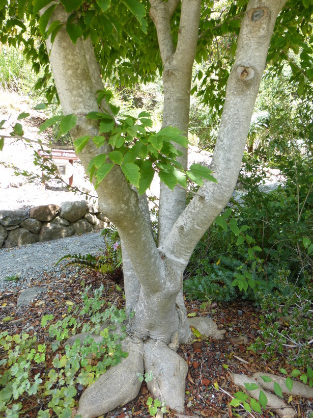 Image de Érable à feuille de vigne