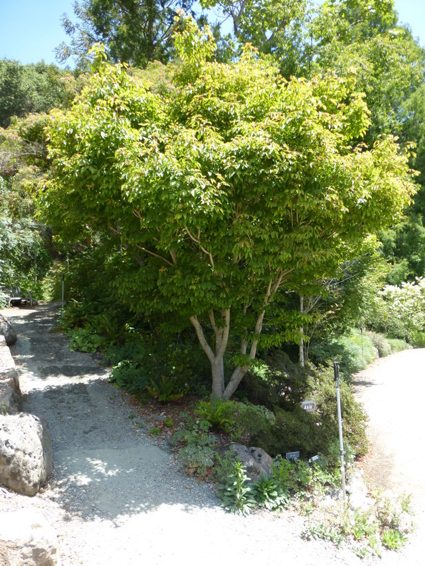 Acer cissifolium (Sieb. & Zucc.) C. Koch resmi