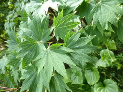 Image of Siebold's Maple