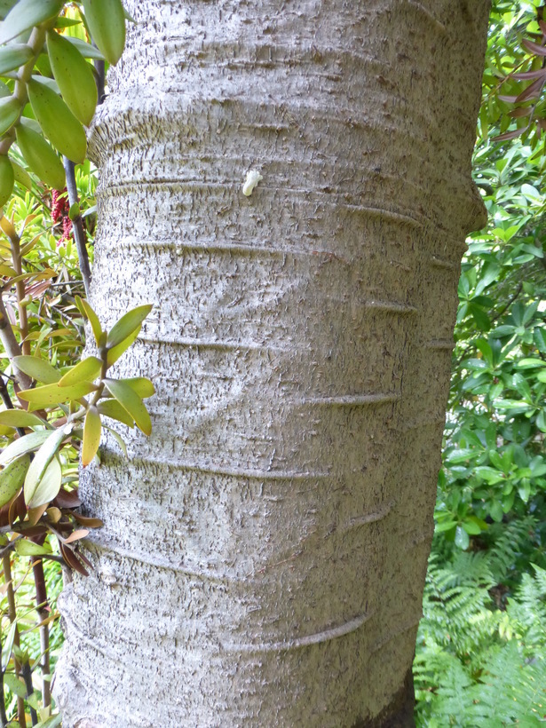 Image of kauri