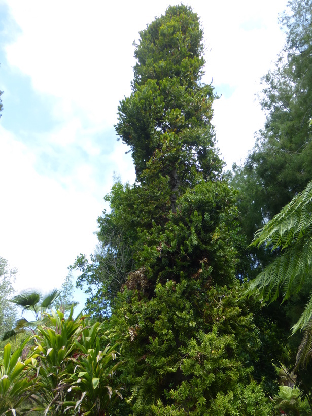 Image of kauri